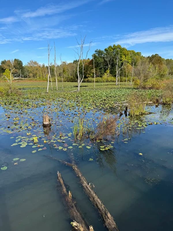 beaver marsh with lilypads and down logs