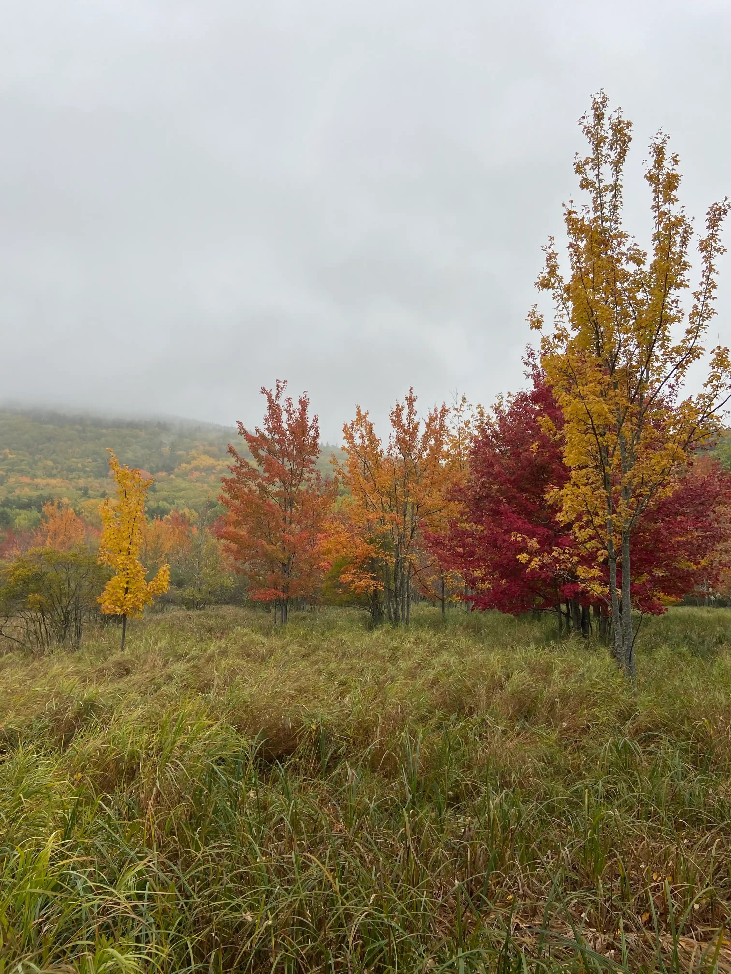 colorful trees displaying their fall leaves in a foggy valley