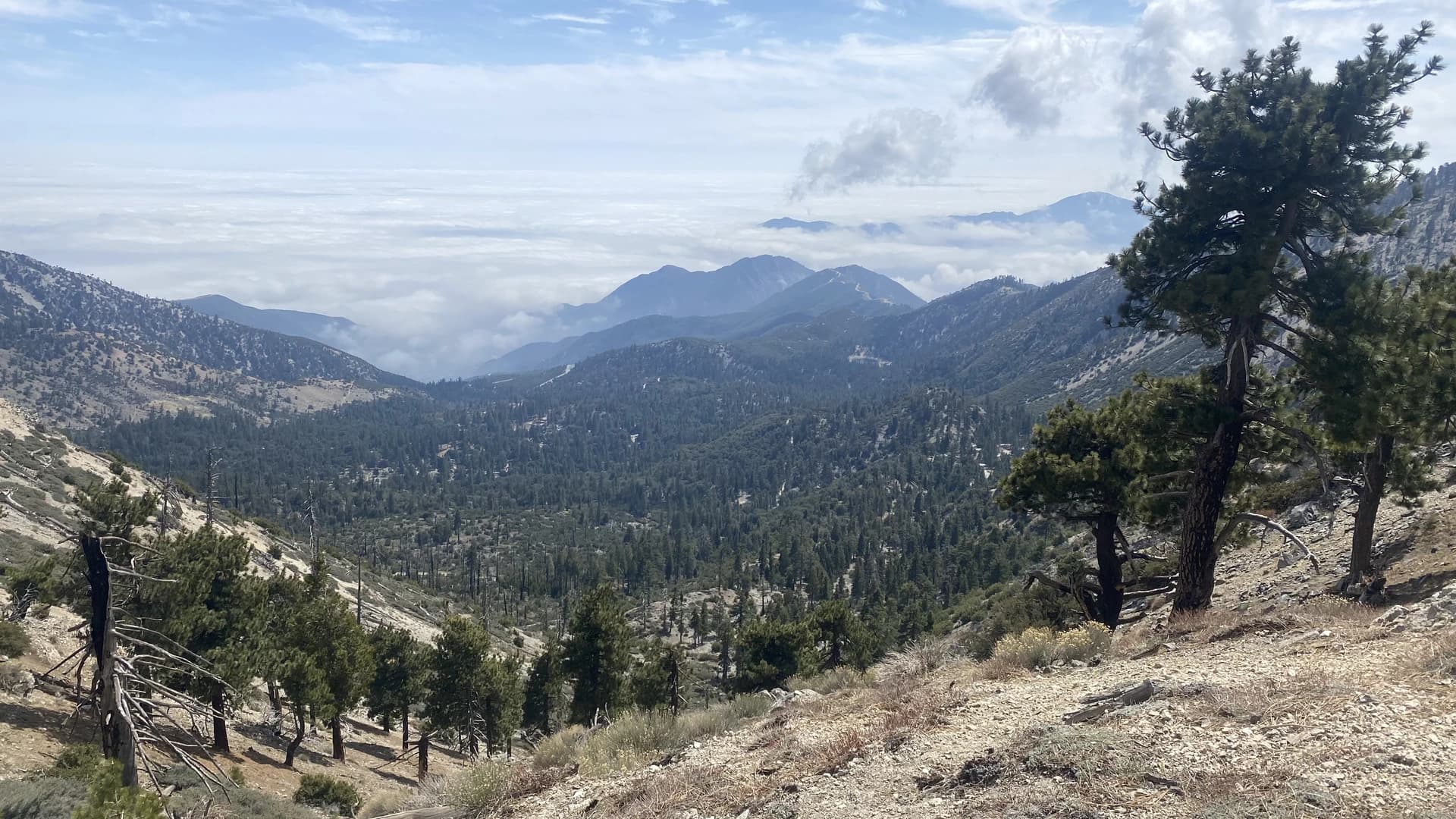 jackrabbit doing a quick selfie on the PCT