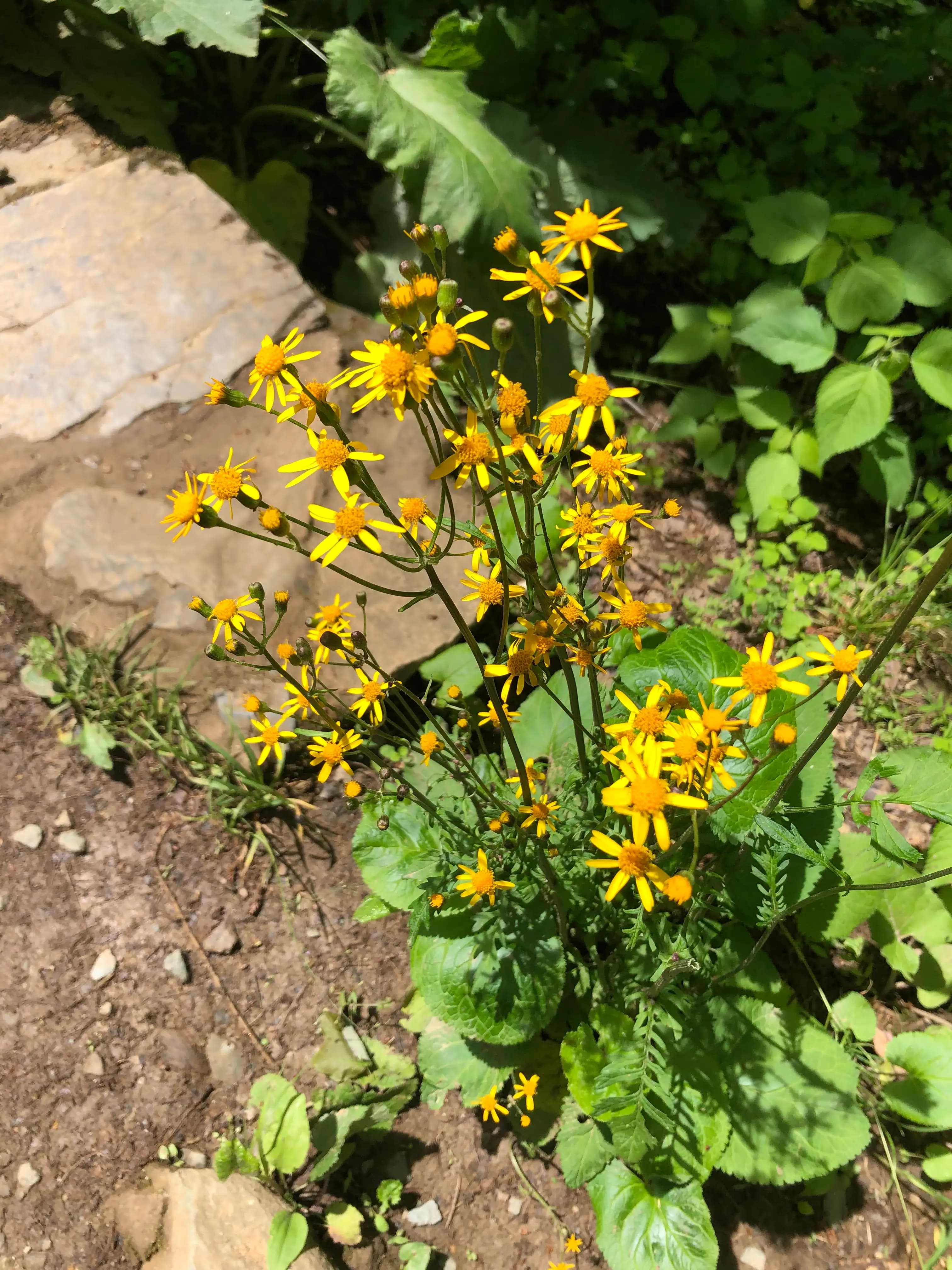 yellow wild flowers in a green meadow found within shenandoah